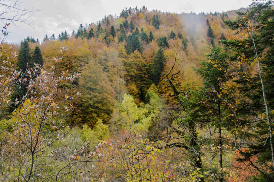 Comunidad Foral de Navarra 037 - Selva de Irati.jpg